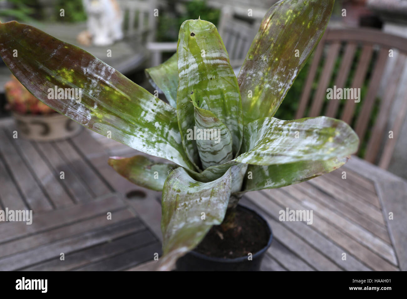Aechmea Bromeliad Plant Stock Photo