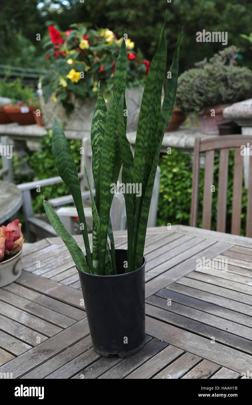 Mother In Law's Tongue Plant On Garden Table England Stock Photo