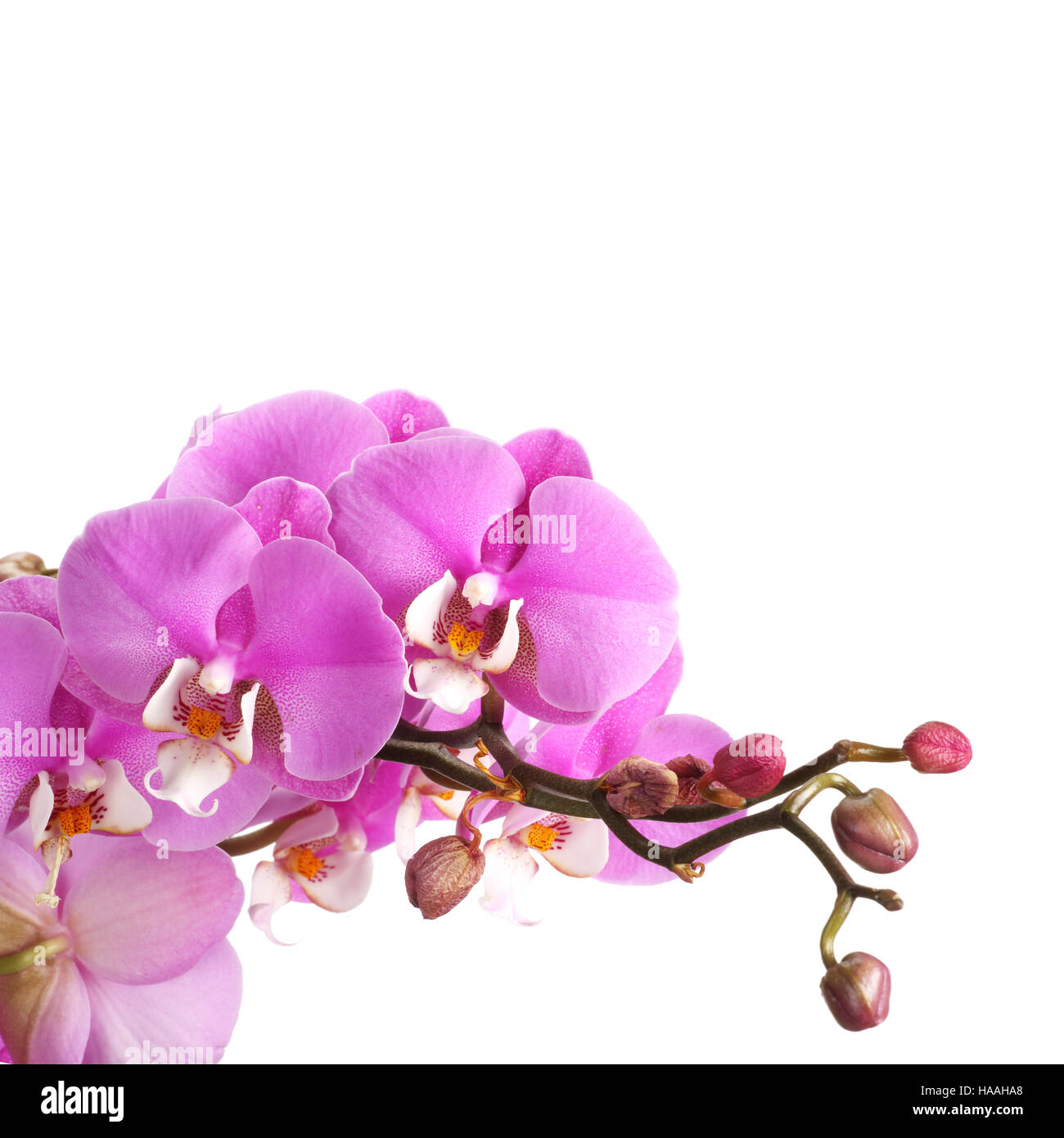 Pink streaked orchid flower isolated on white background Stock Photo ...