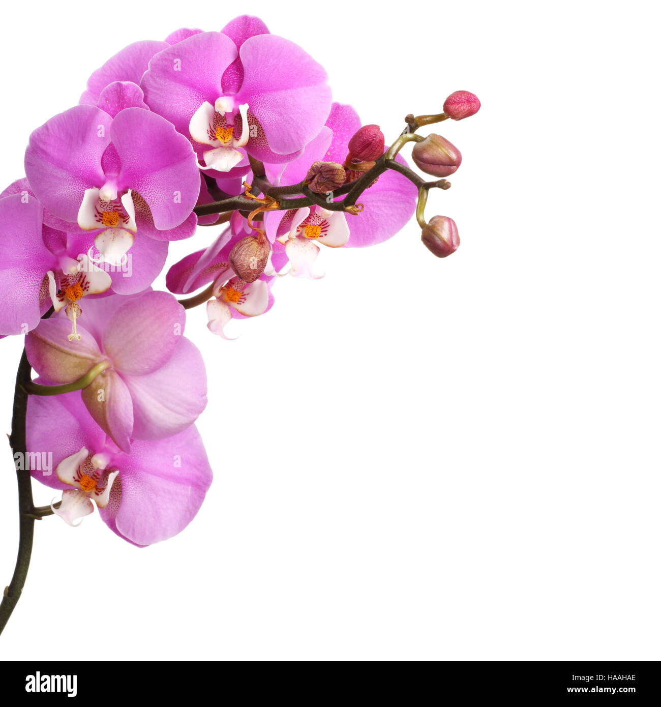 Pink streaked orchid flower isolated on white background Stock Photo ...