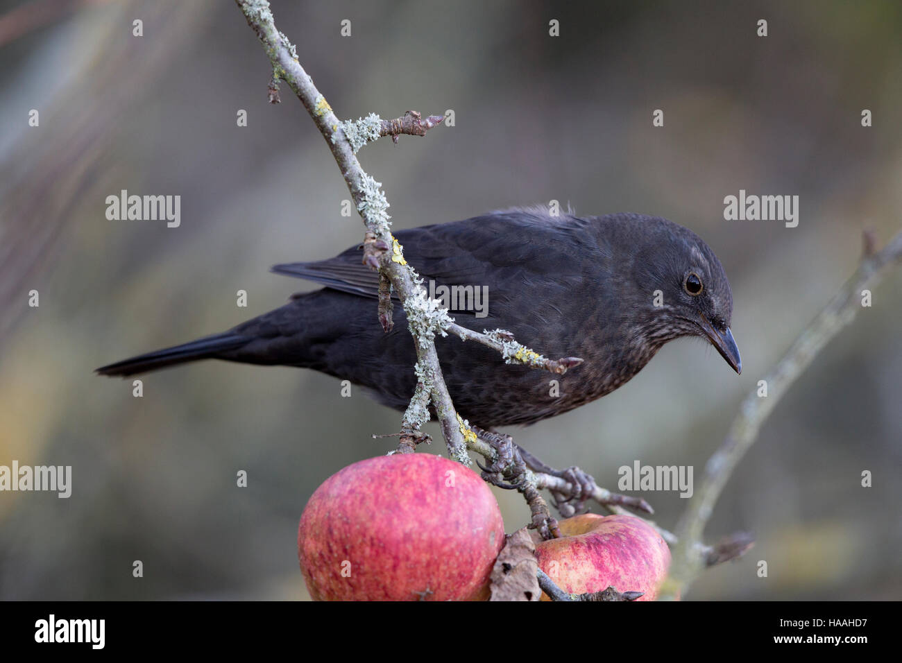 Blackbird (Turdus merula) feeding on an apple tree Stock Photo