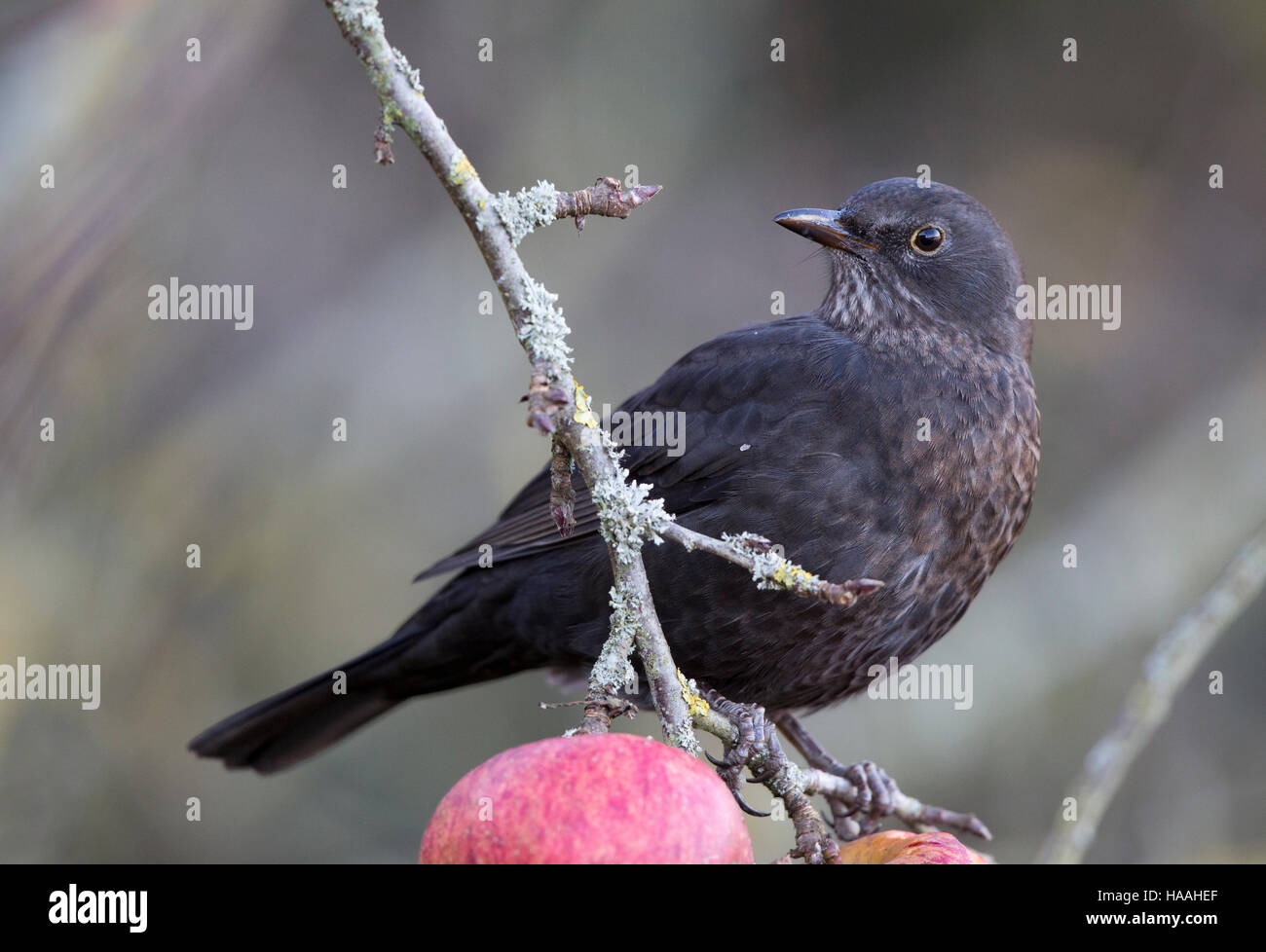 Blackbird (Turdus merula) feeding on an apple tree Stock Photo