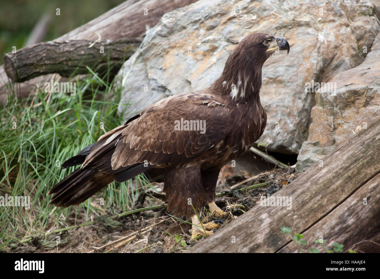 Female bald eagle (Haliaeetus leucocephalus). Wildlife animal. Stock Photo