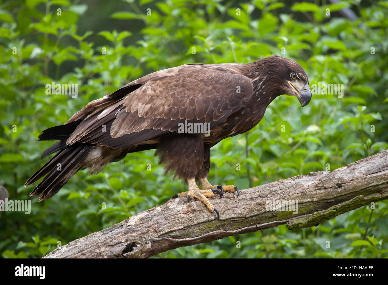 Female bald eagle (Haliaeetus leucocephalus). Wildlife animal. Stock Photo