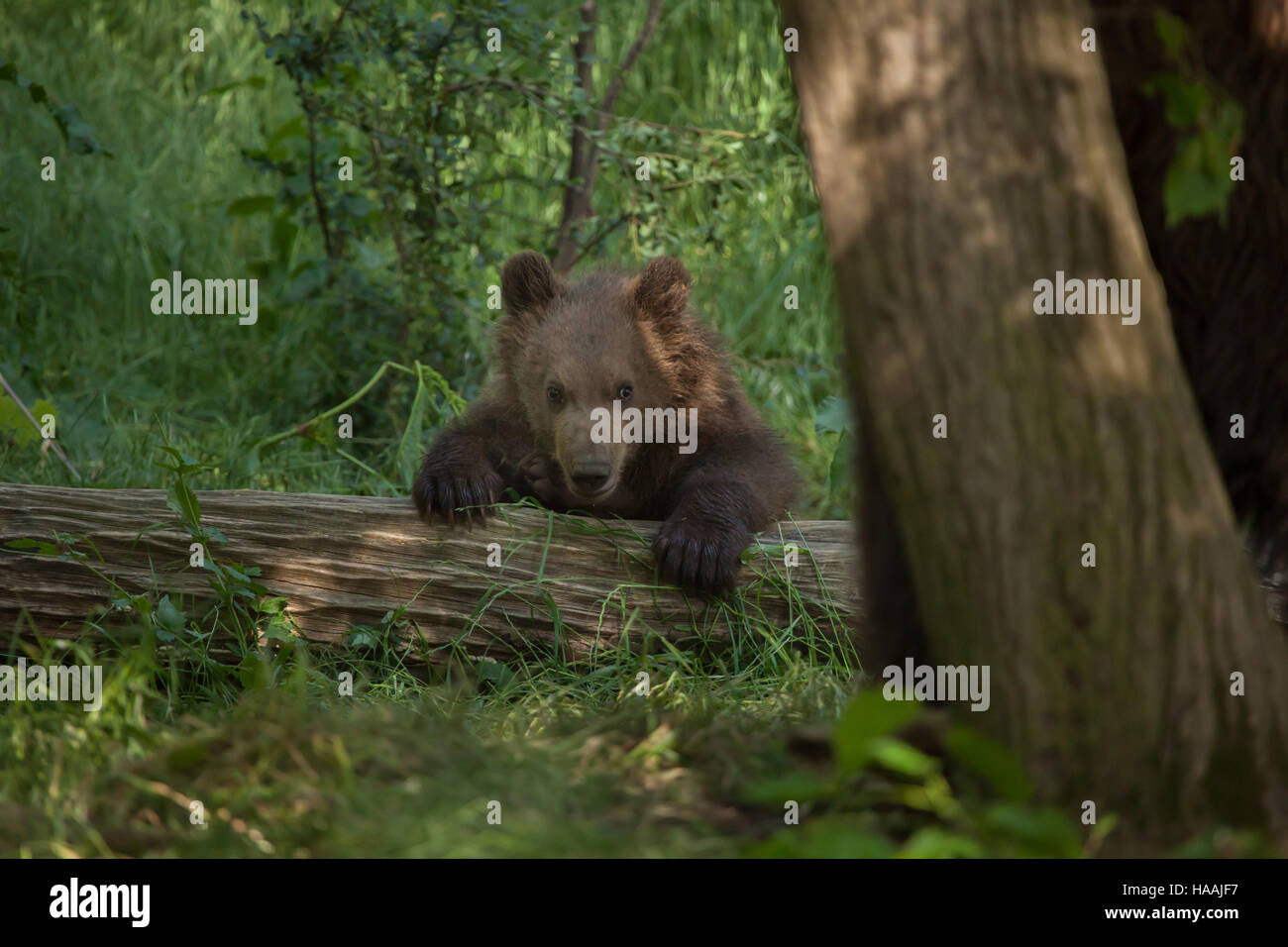 Grizzly Bears in Krumlov Castle Moat Cesky Krumlov Czech Republic Stock Photo Alamy