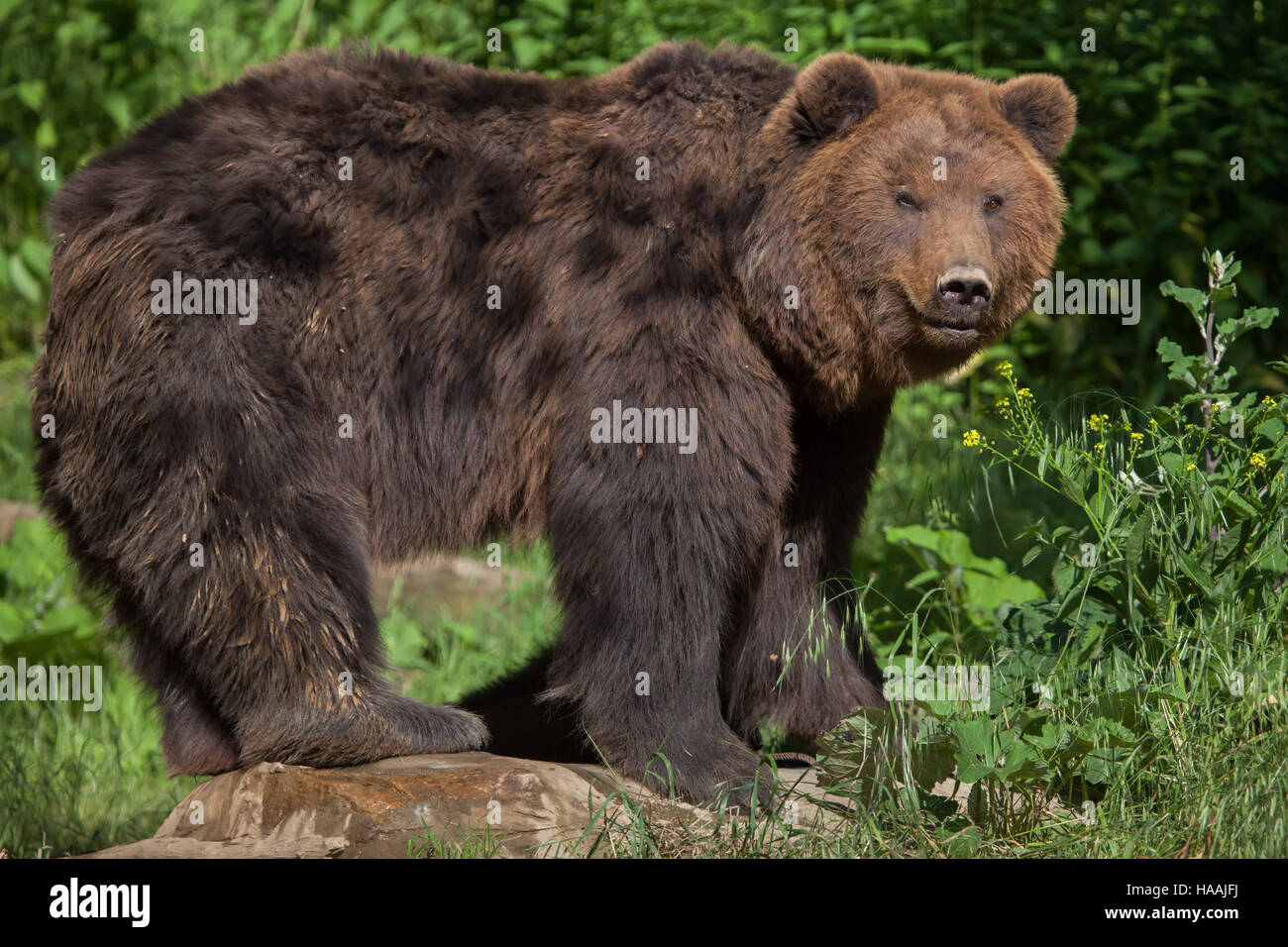 kamchatka-brown-bear-ursus-arctos-beringianus-also-known-as-the-far