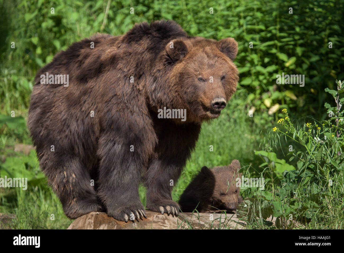 Four-month-old Kamchatka brown bear (Ursus arctos beringianus) called Bruno with its mother Kamchatka at Brno Zoo in South Moravia, Czech Republic. Th Stock Photo