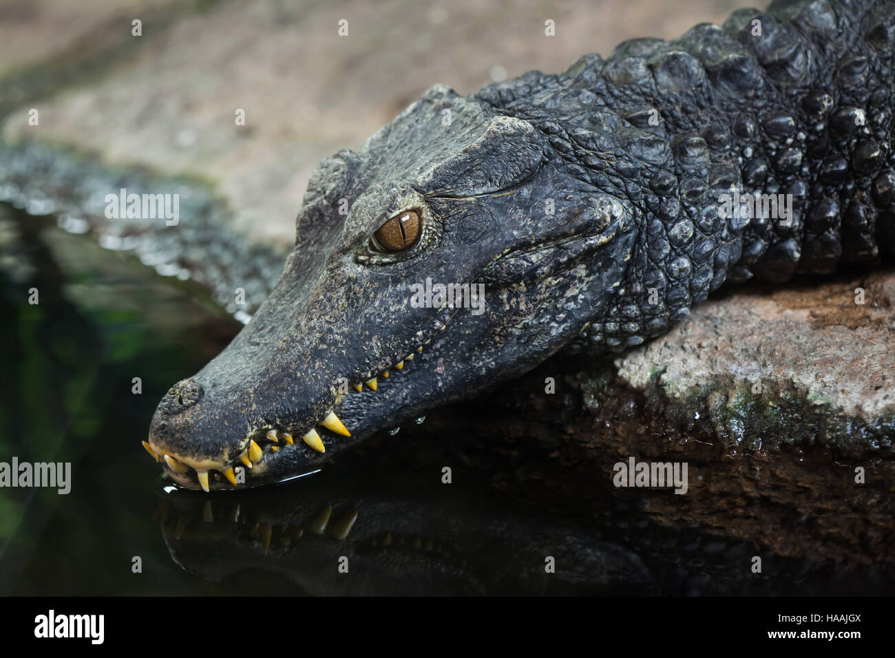 Cuvier's dwarf caiman (Paleosuchus palpebrosus). Stock Photo