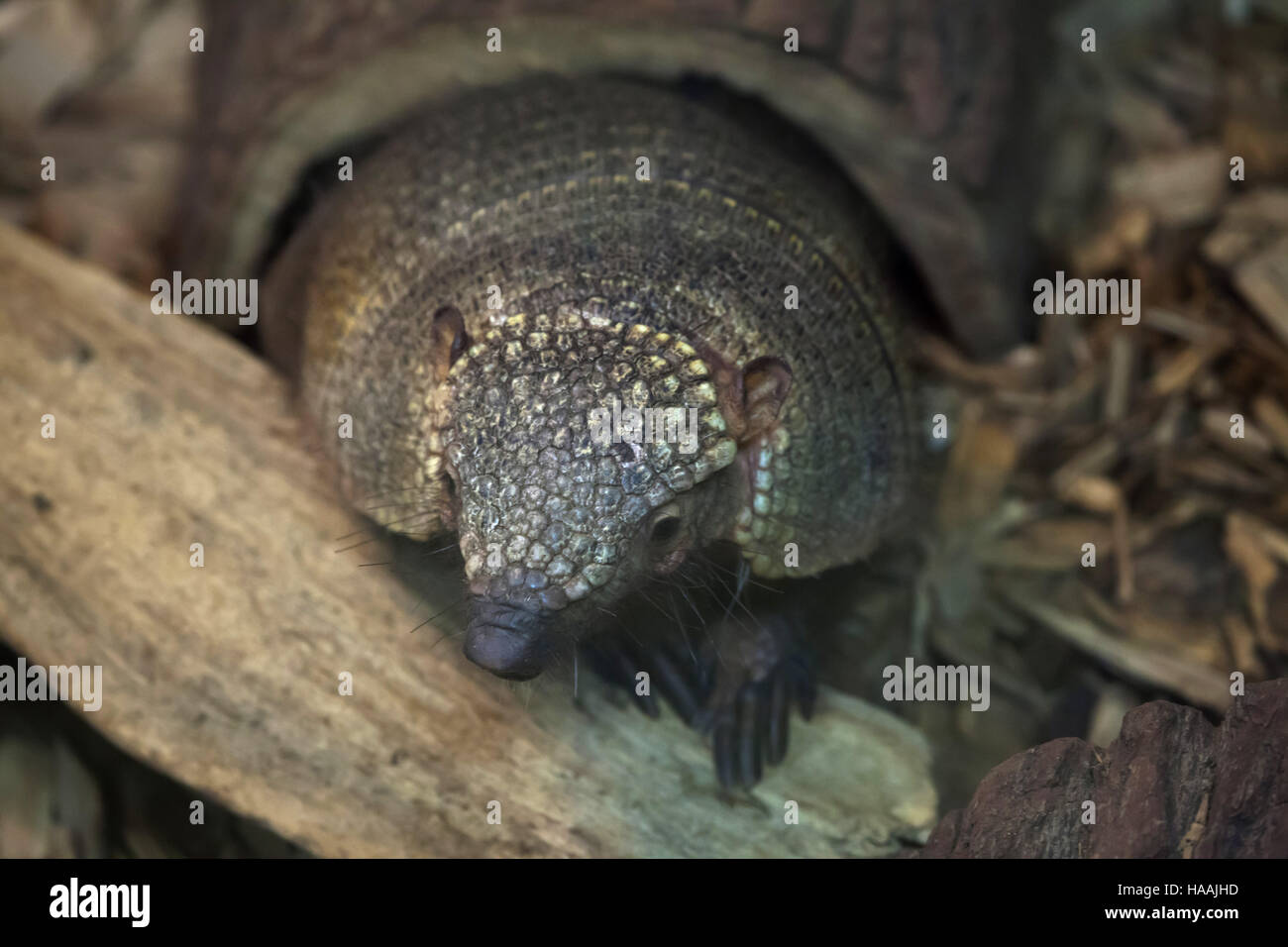 Big hairy armadillo (Chaetophractus villosus), also known as the large hairy armadillo. Stock Photo