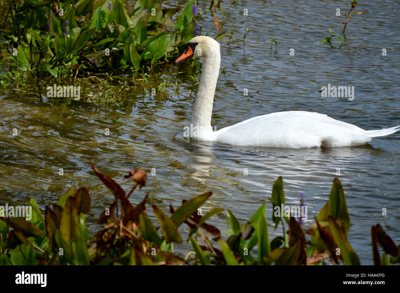 Mute Swan Latin name Cygnus olor Stock Photo Alamy