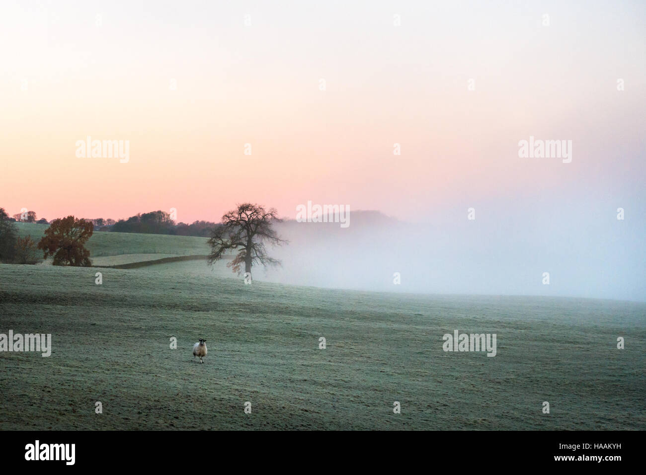 Atmospheric fog drifts across the countryside as the sun rises with a lone sheep in a frosty field, rural Burley-in-Wharfedale, West Yorkshire, UK Stock Photo