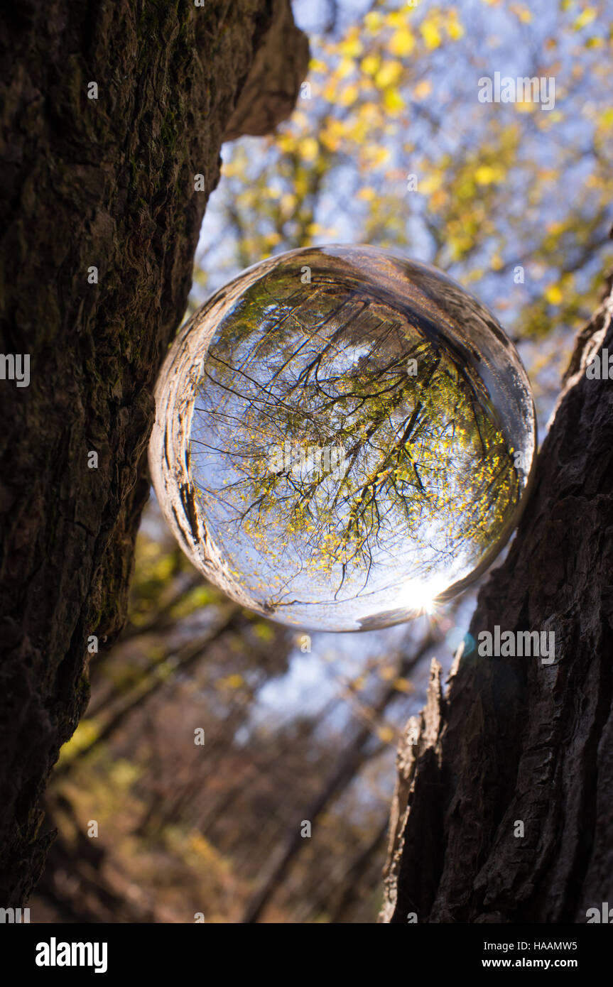 Magic crystal ball between tree branches for autumn fantasy imagery ...