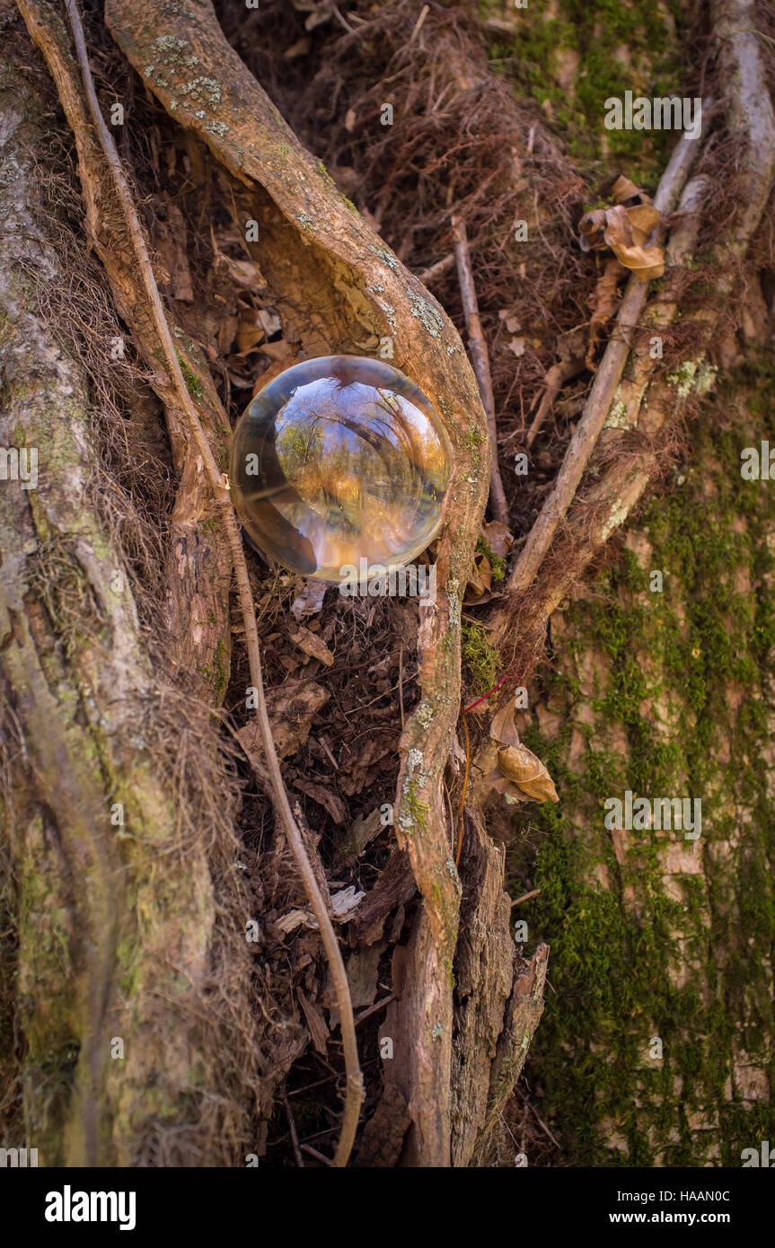 Magic crystal ball with gnarled tree vines fantasy Stock Photo - Alamy