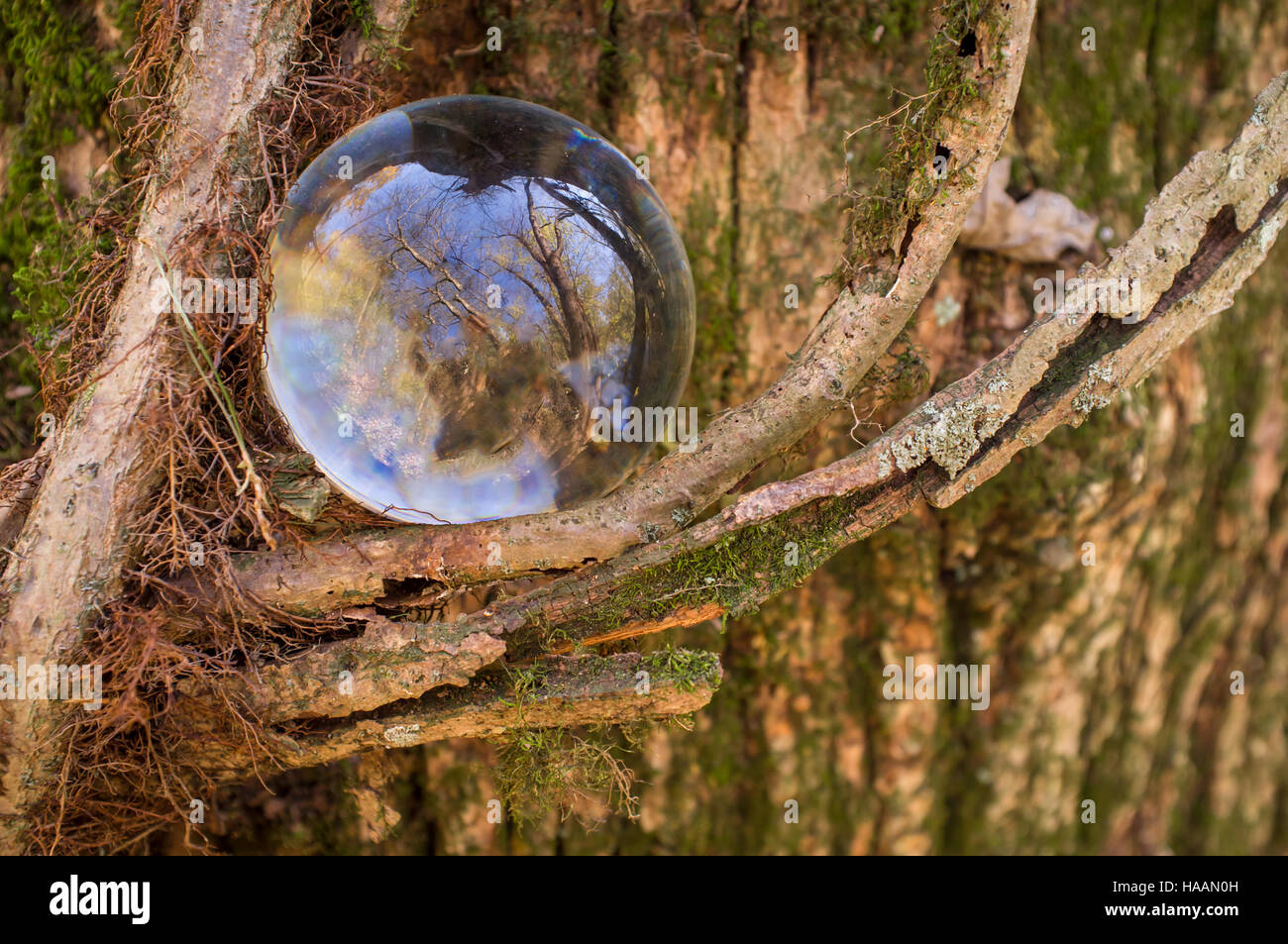 Magic crystal ball with gnarled tree vines fantasy Stock Photo - Alamy