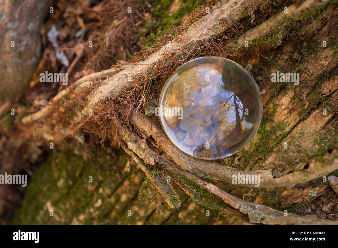 Magic crystal ball with gnarled tree vines fantasy Stock Photo - Alamy