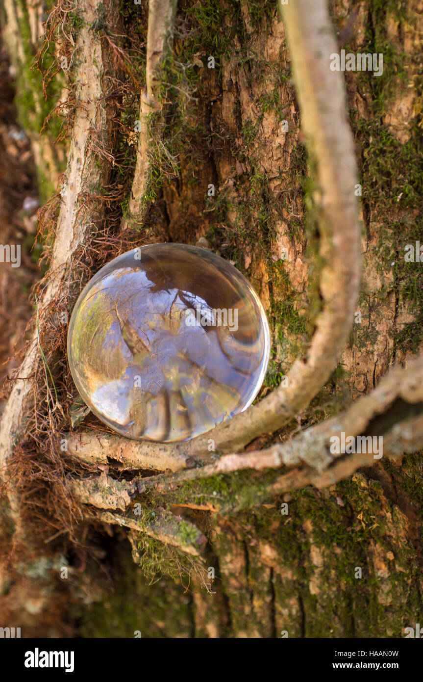 Magic crystal ball with gnarled tree vines fantasy Stock Photo - Alamy