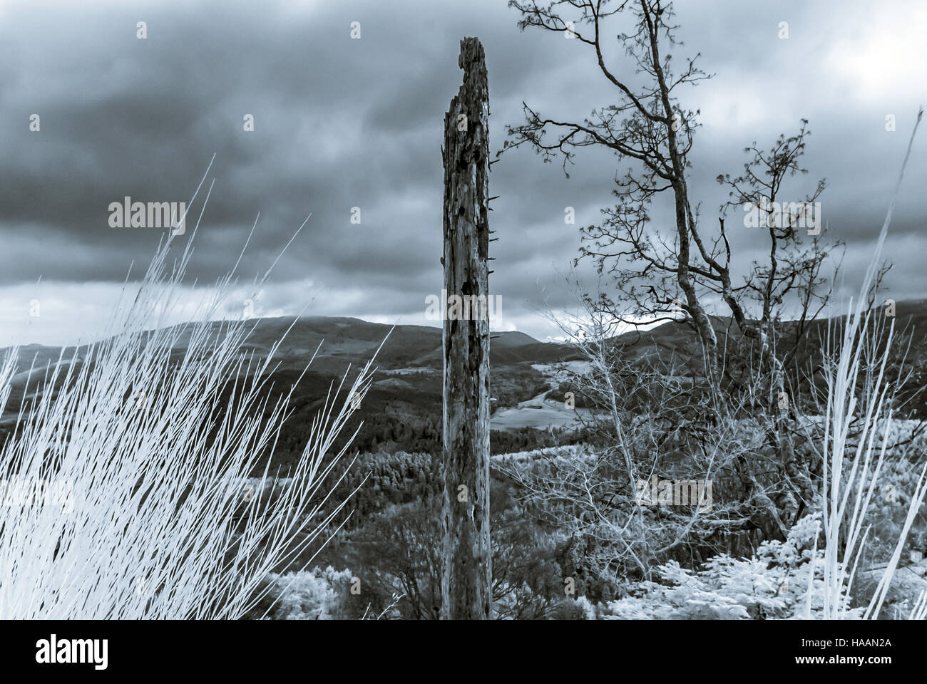 Bea Beautiful natural landscape in infrared view, Vosges mountains