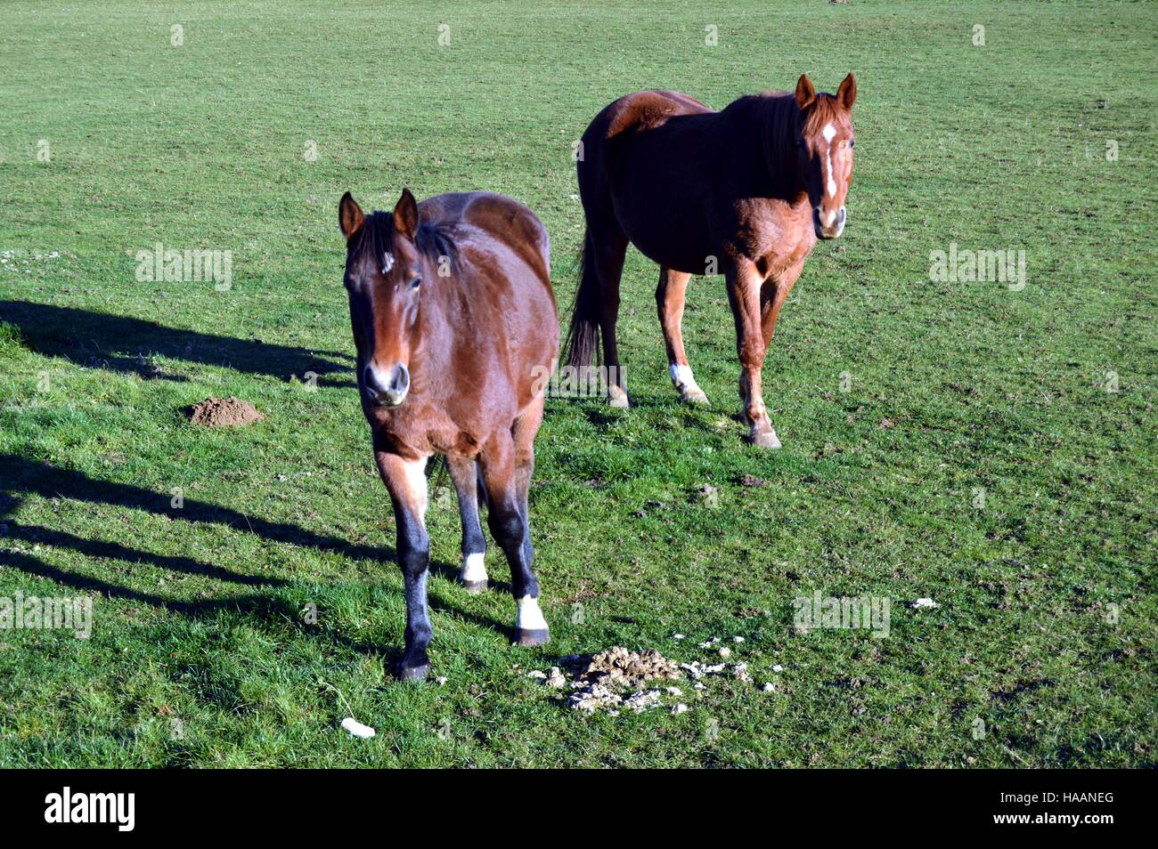 Two brown horses in a green pasture Stock Photo