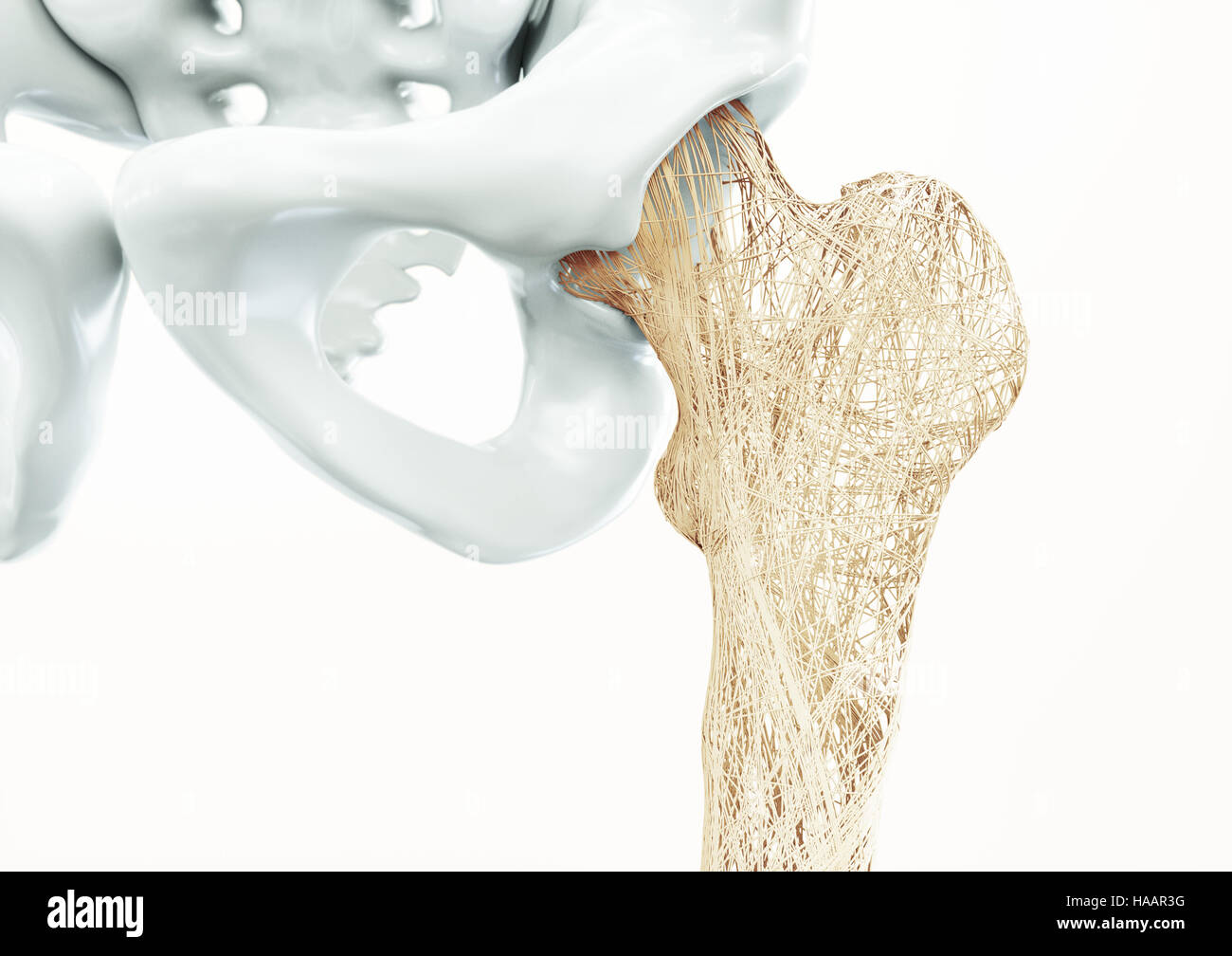 Porous Bone High Resolution Stock Photography and Images Alamy