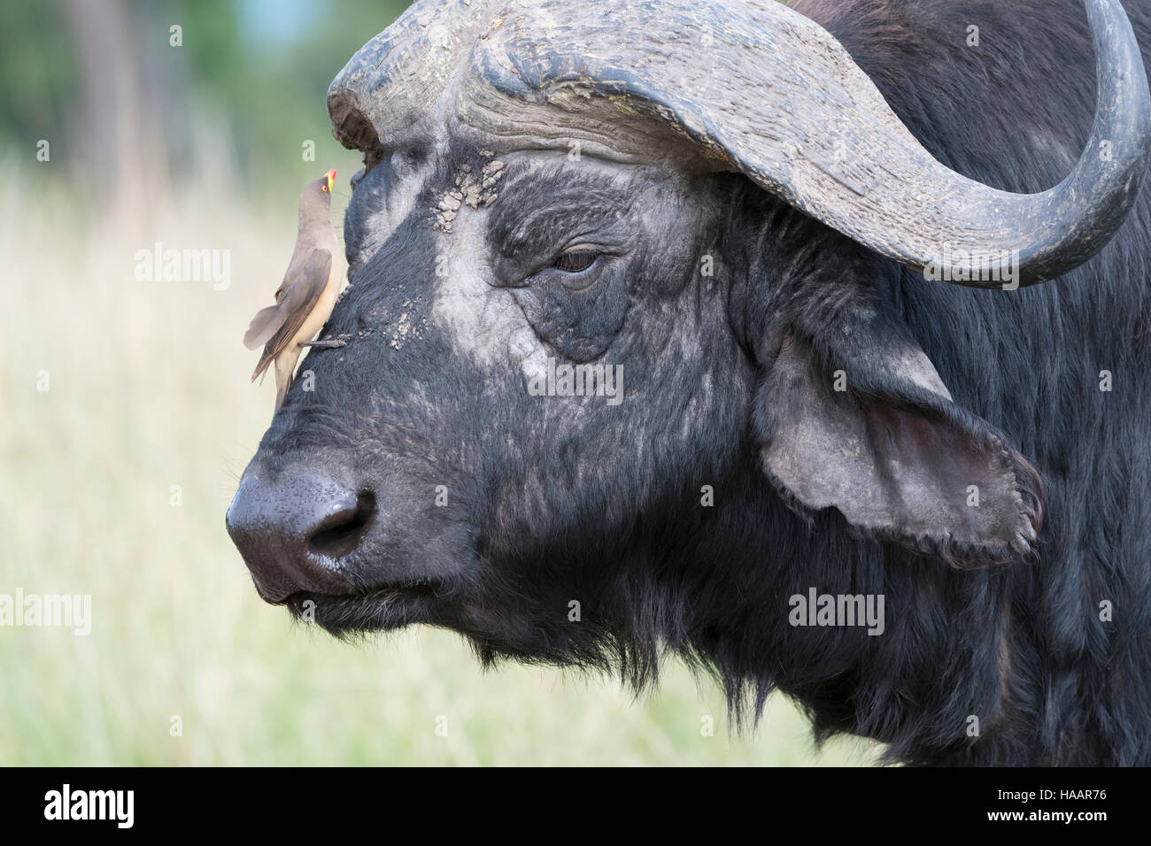 Cape buffalo (Syncerus caffer) with Yellow-billed oxpeckers (Buphagus africanus) on its head, Maasai Mara National Reserve, Kenya Stock Photo