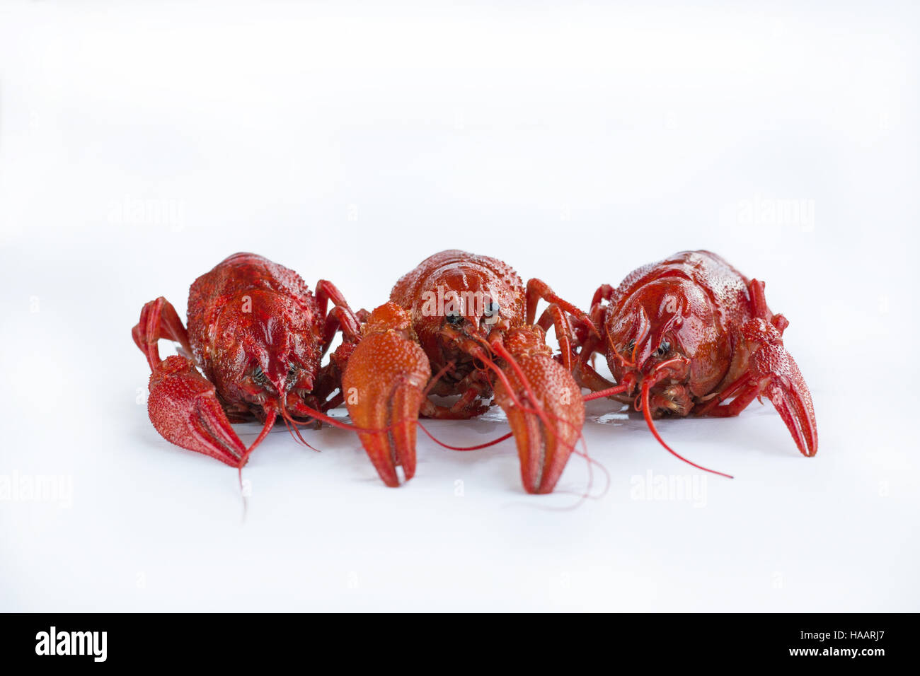 Three red boiled crayfishes with claws isolated on white background Stock Photo