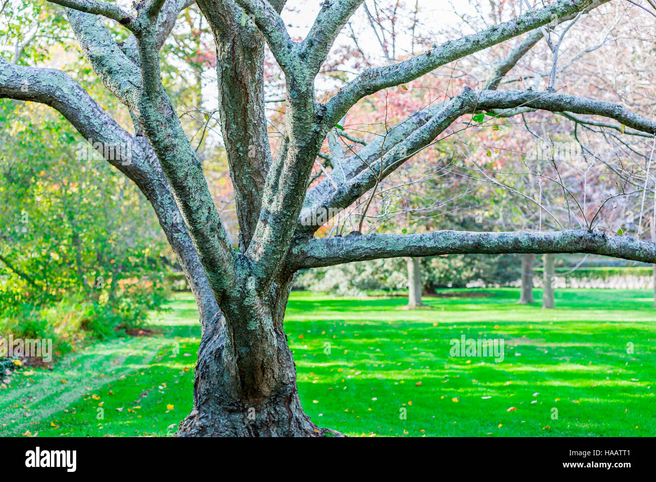 old tree growing in a manicured lawn with green grass Stock Photo