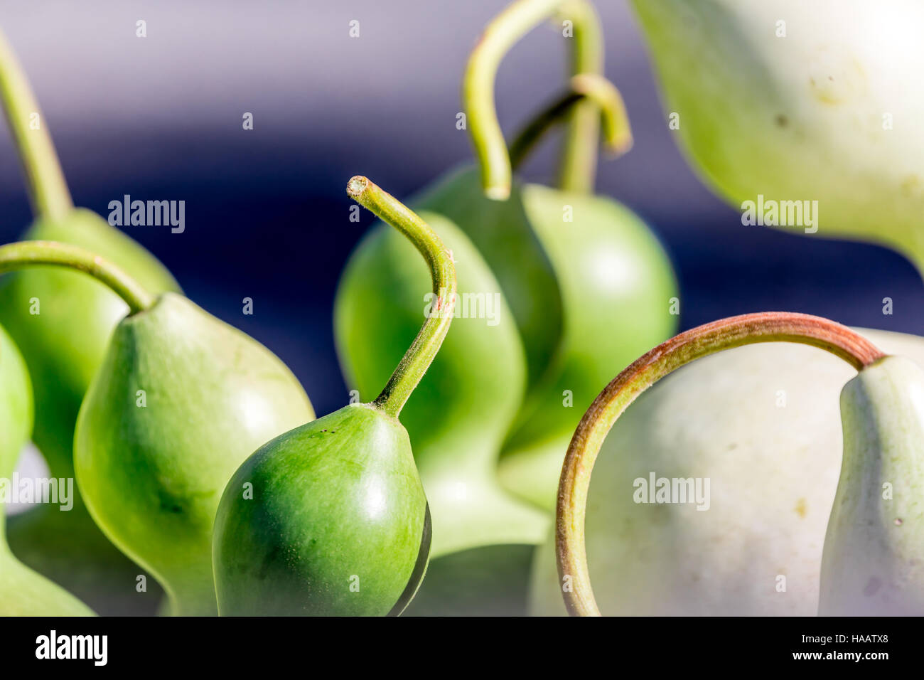 Detail of fresh green gourds at a farm stand in Water Mill, NY Stock Photo