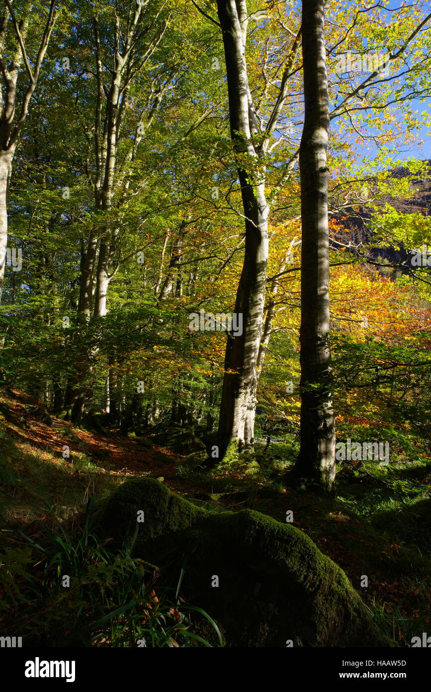 Welsh woodland path hi-res stock photography and images - Alamy
