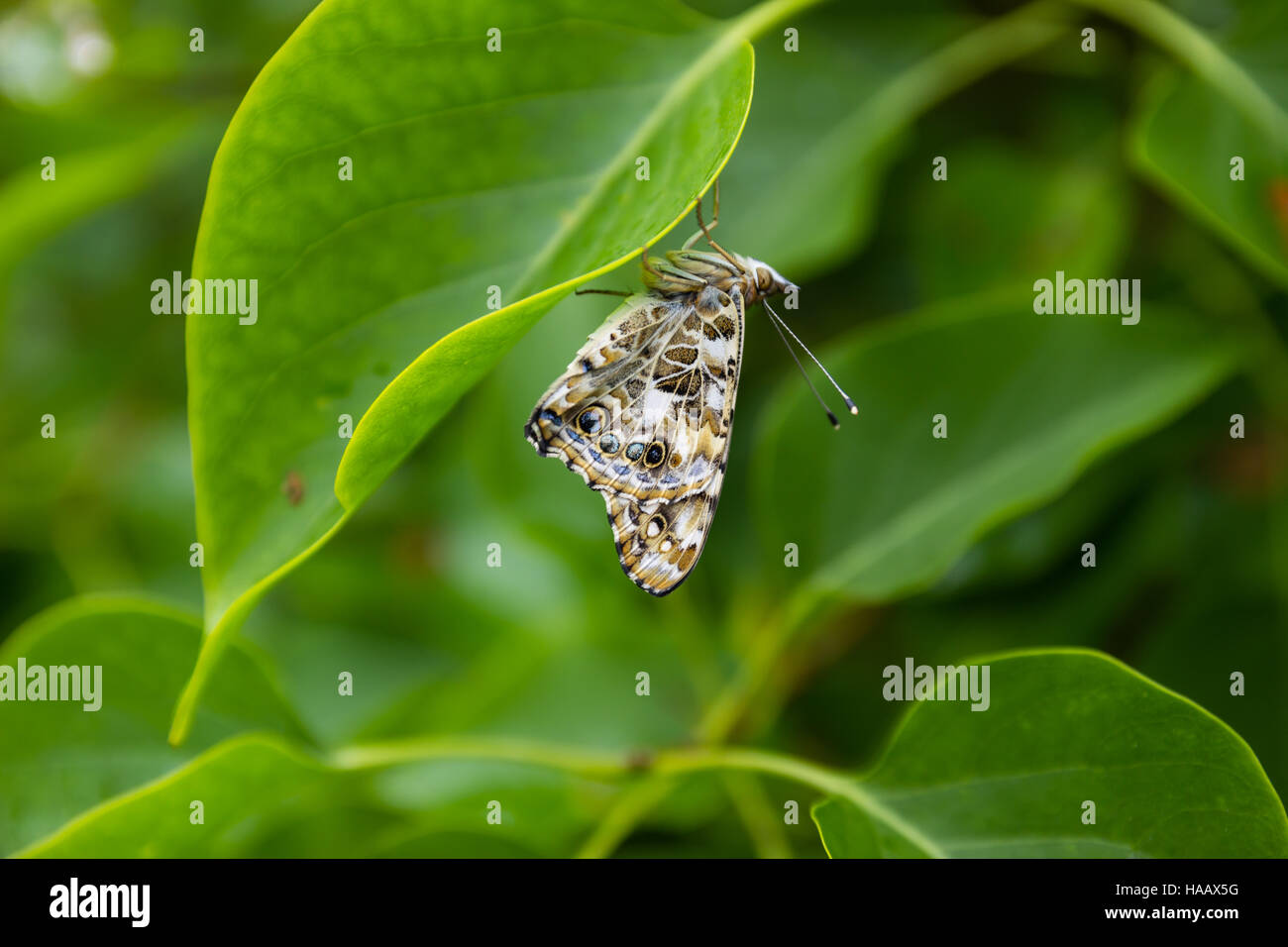 A newborn Painted Lady butterfly sitting on a leaf Stock Photo