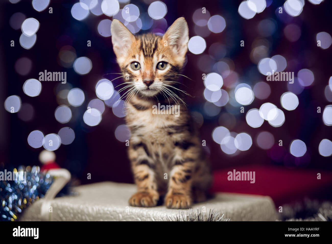 Kitten sitting on a gift box with bokeh background Stock Photo