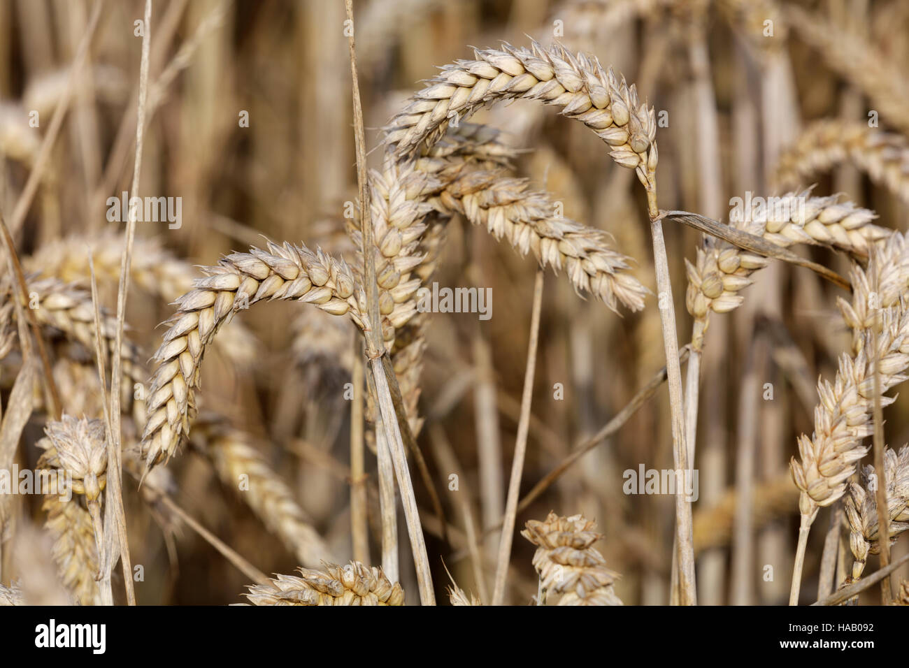 Close up of barley in a field ready for harvest Stock Photo