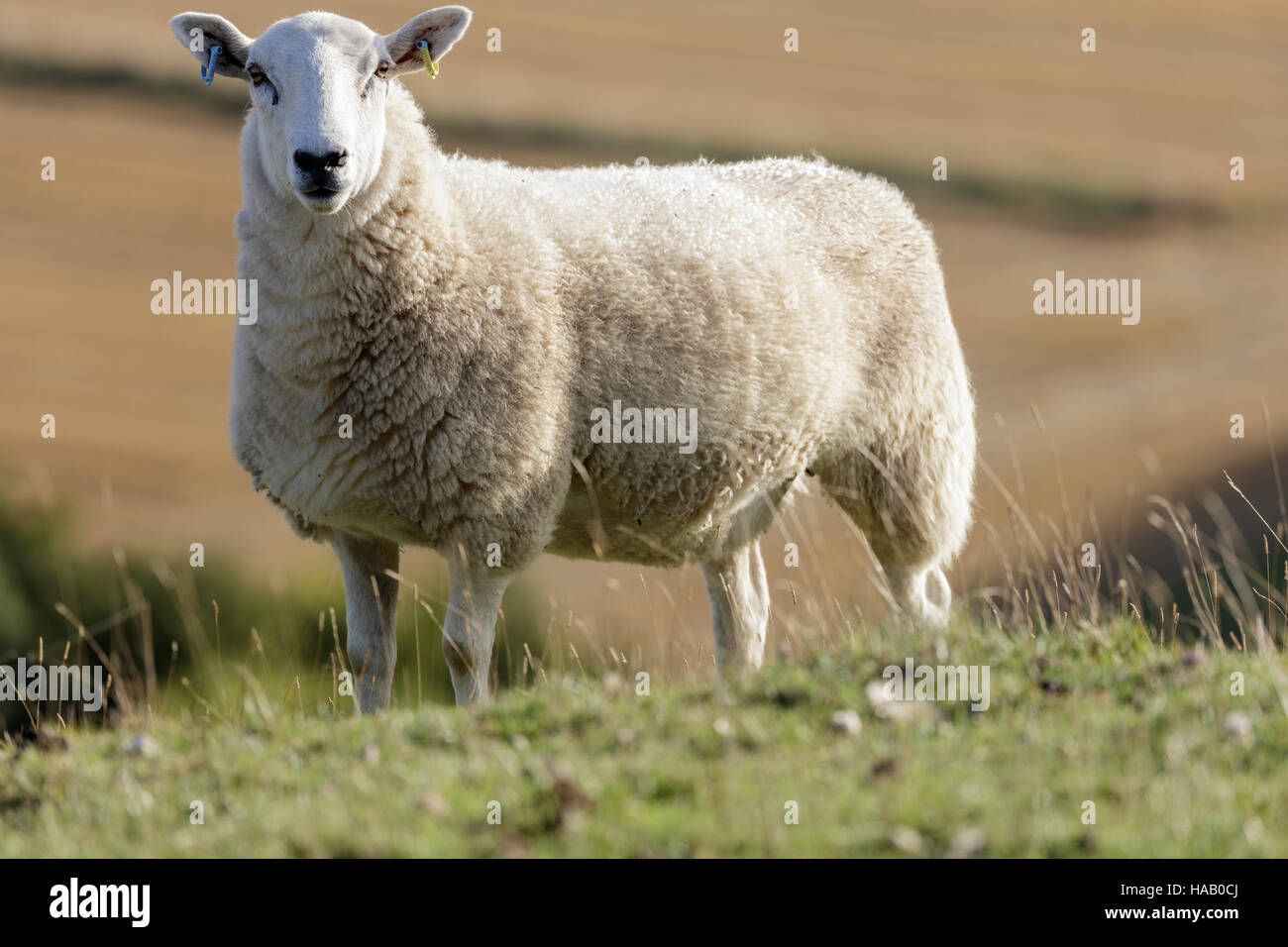 Single sheep grazing on Pewsey Downs - looking straight into the camera Stock Photo