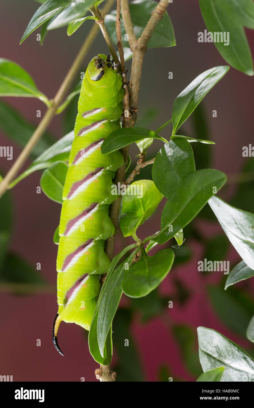 Ligusterschwrmer, Liguster-Schwrmer, Raupe, Sphinx ligustri, privet  hawkmoth, Privet Hawk-moth, Privet Hawk Moth, caterpillar, Le sphinx du  trone Stock Photo - Alamy