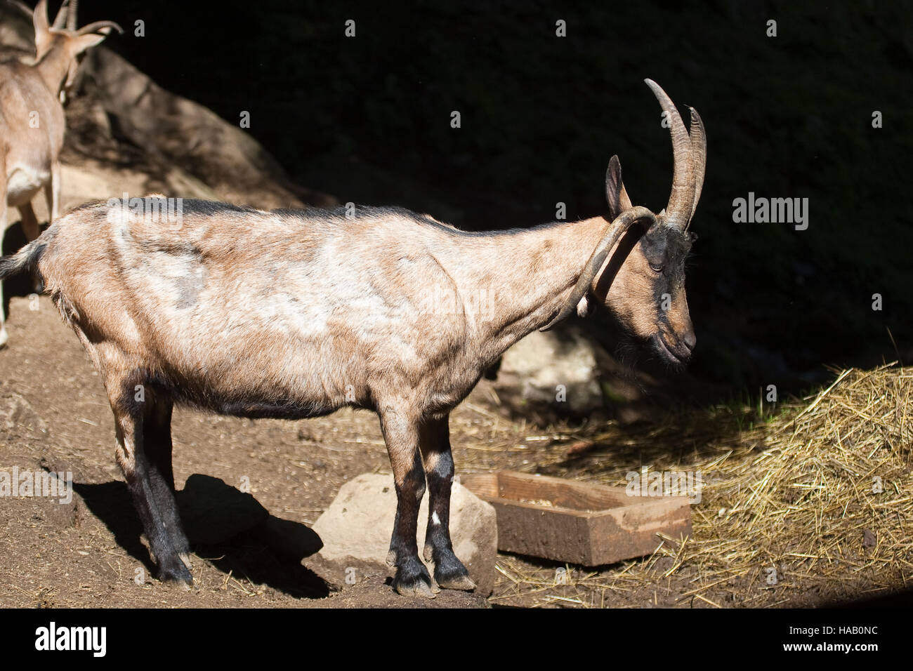 Vierhornziege, Vierhorn-Ziege, Hausziege, Ziege, Haustierrasse, Capra aegagrus hircus, domestic goat, Four Horn Goat, Four-Horn-Goat Stock Photo