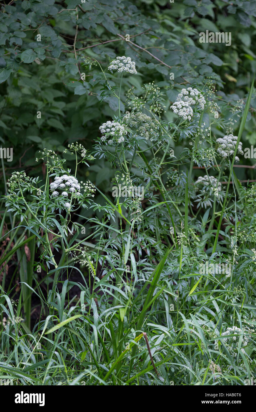 Wasserschierling, Wasser-Schierling, Schierling, Wüterich, Cicuta virosa, Selinum virosum, Cowbane, Northern Water Hemlock Stock Photo