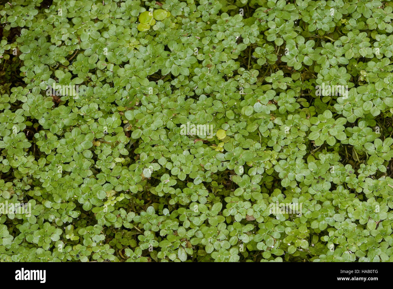 Wasserstern, Sumpf-Wasserstern, Callitriche palustris agg., Callitriche spec., Water Starwort Stock Photo