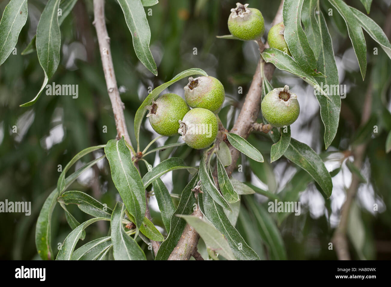 Weidenblättrige Birne, Weiden-Birne, Pyrus salicifolia, Willow-leaved Pear, Willow leaved Pear, Willowleaf Pear, Weeping Pear Stock Photo