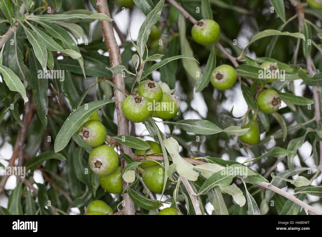 Weidenblättrige Birne, Weiden-Birne, Pyrus salicifolia, Willow-leaved Pear, Willow leaved Pear, Willowleaf Pear, Weeping Pear Stock Photo