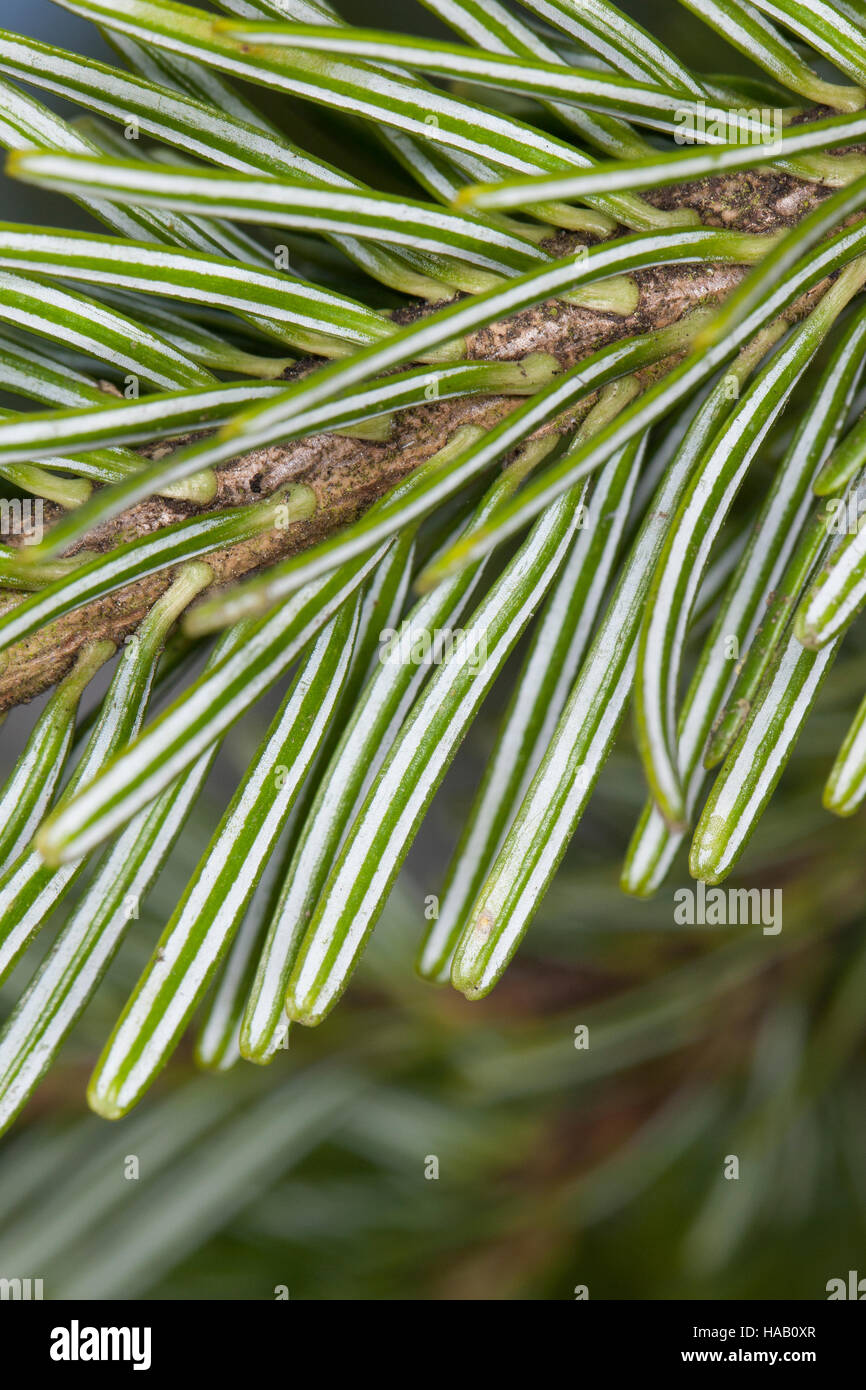 Weiß-Tanne, Weißtanne, Weisstanne, Edeltanne, Silbertanne, Tanne, Abies alba, European silver fir, silver-fir Stock Photo