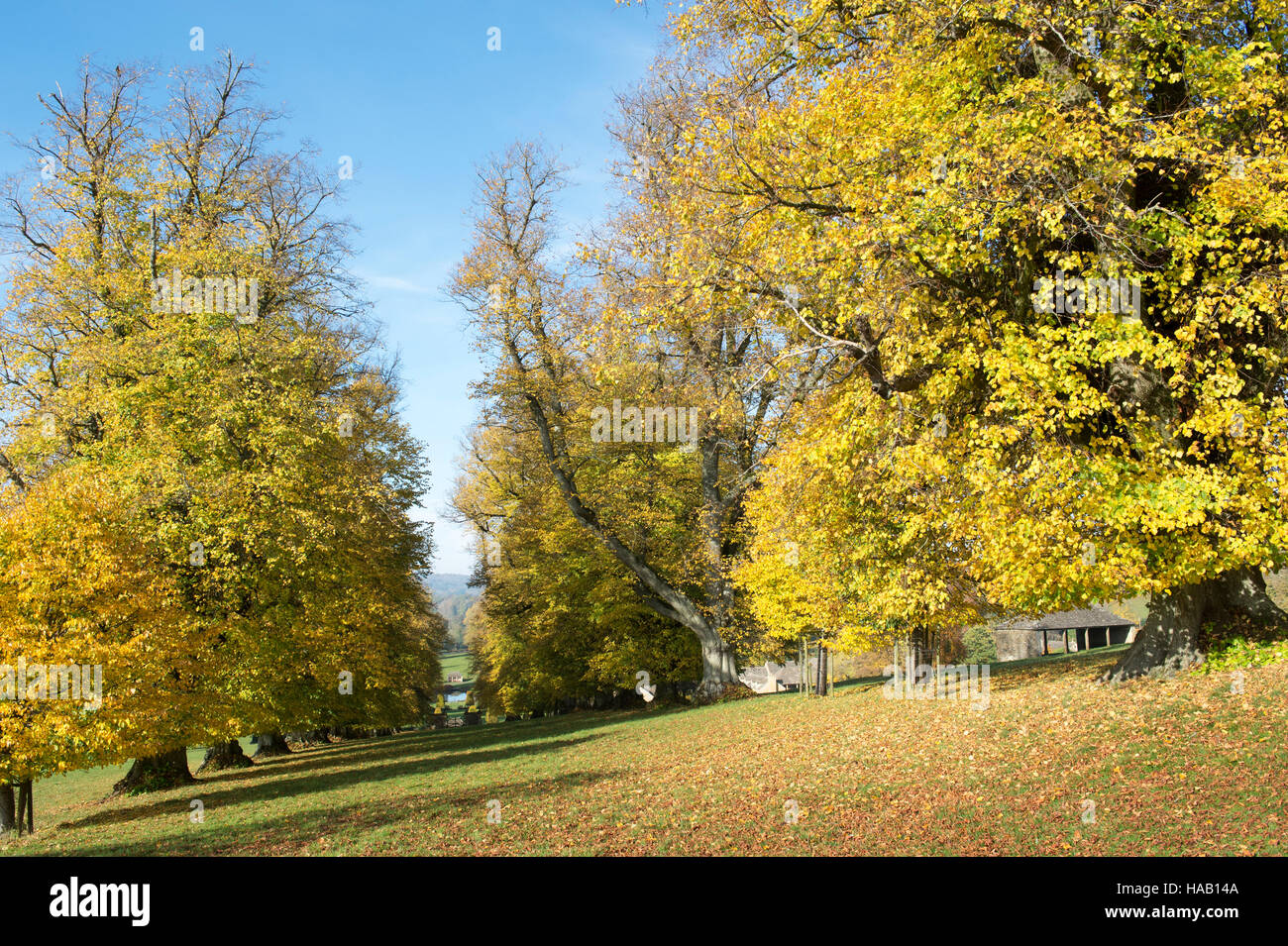 Tilia × europaea. Lime trees in autumn. Guiting Power, Cotswolds, Gloucestershire, England Stock Photo