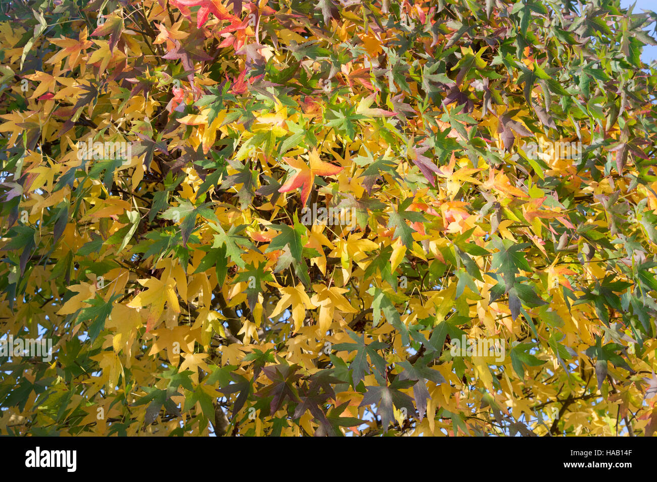 Liquidambar Styraciflua. Colourful Sweet Gum tree leaves in autumn