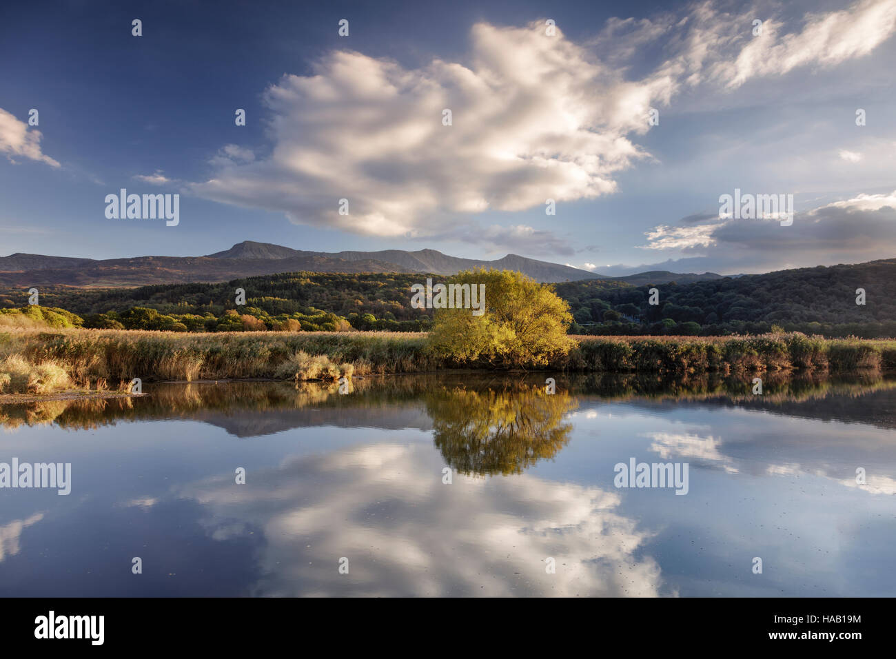 Lone autumnal tree and dramatic clouds reflected in the Mawddach estuary with mountains in the background Stock Photo