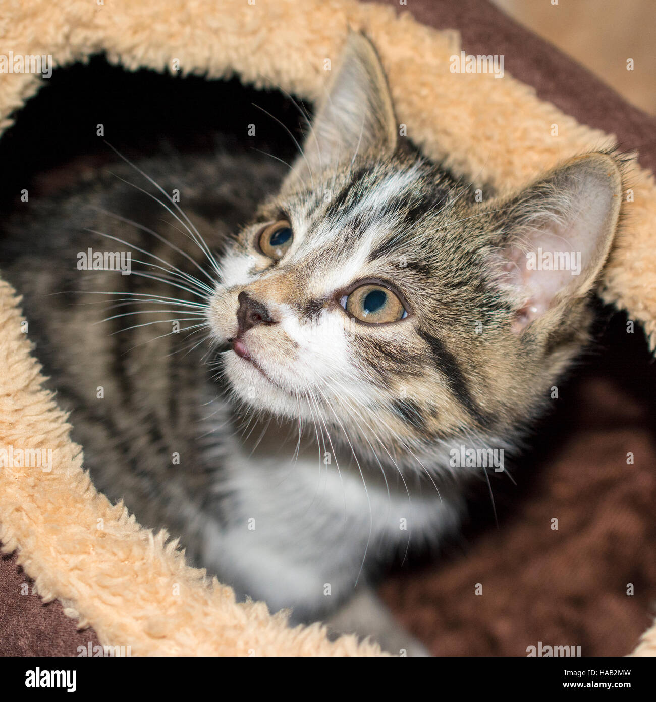 Tabby cat playing hi-res stock photography and images - Alamy