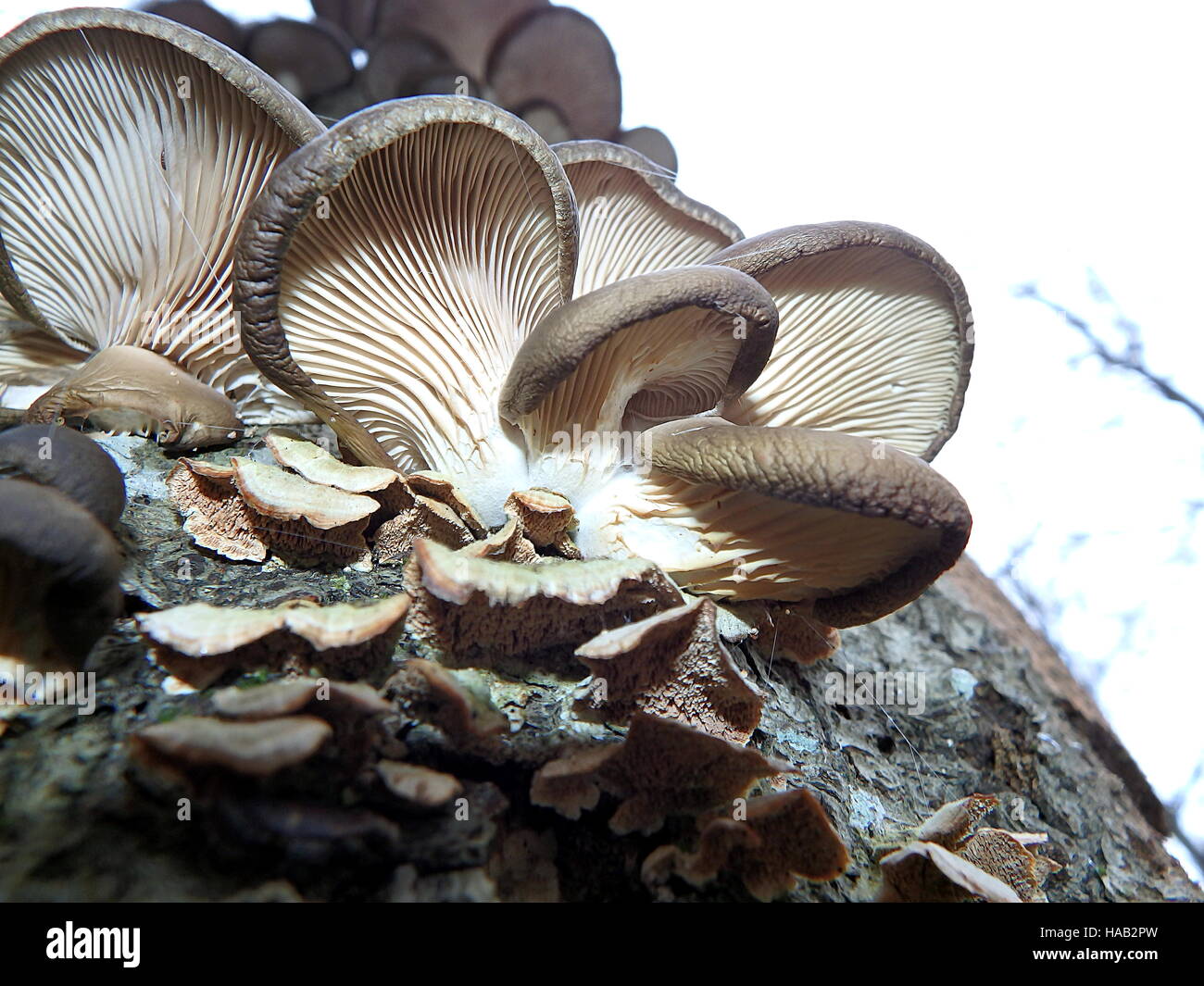 oyster mushroom, oyster mushroom growing on beech Stock Photo Alamy