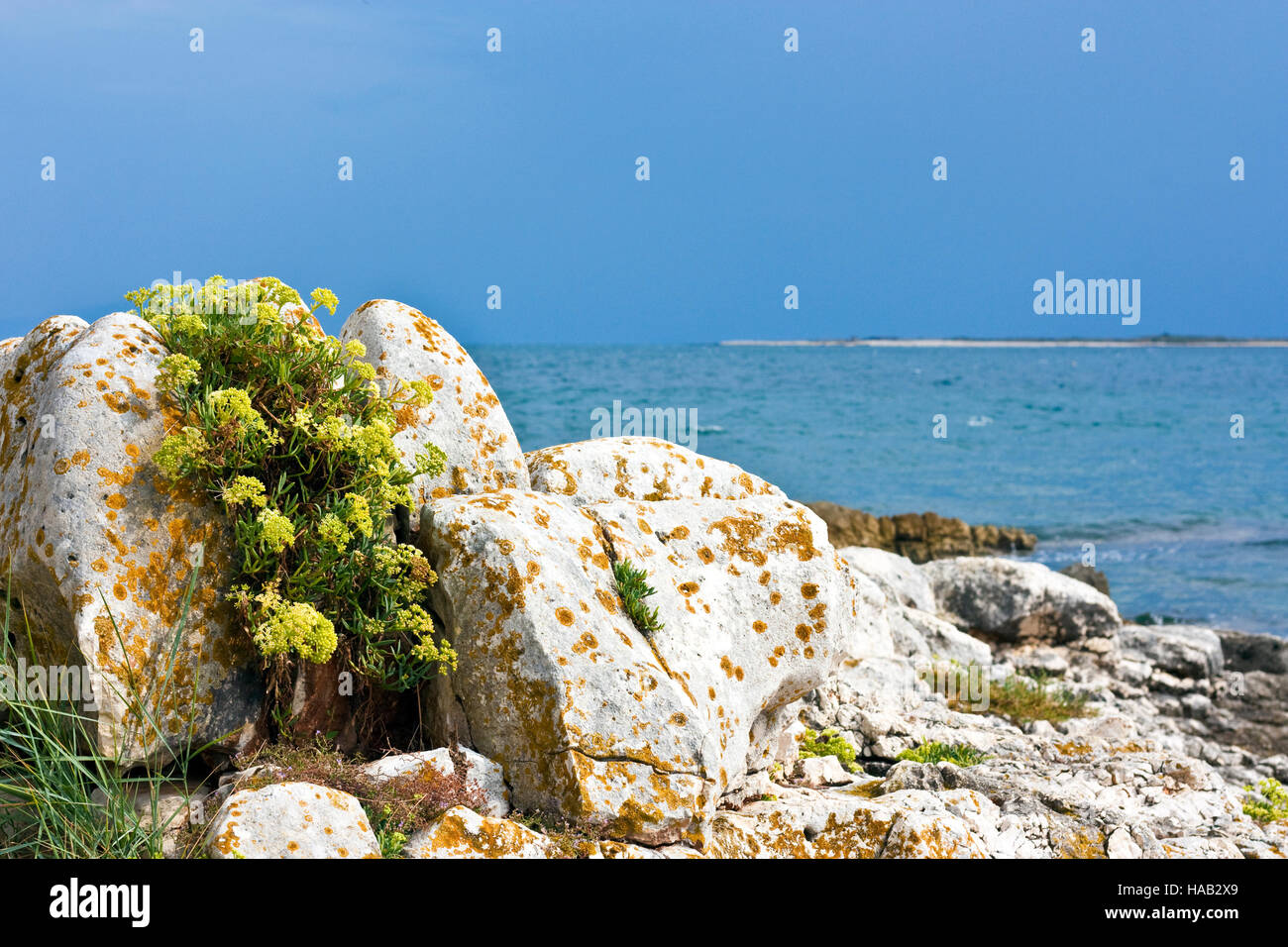 Aurinia saxatilis (Basket of Gold, Gold-dust, Rock madwort) on rock with brown moss and the sea in background Stock Photo
