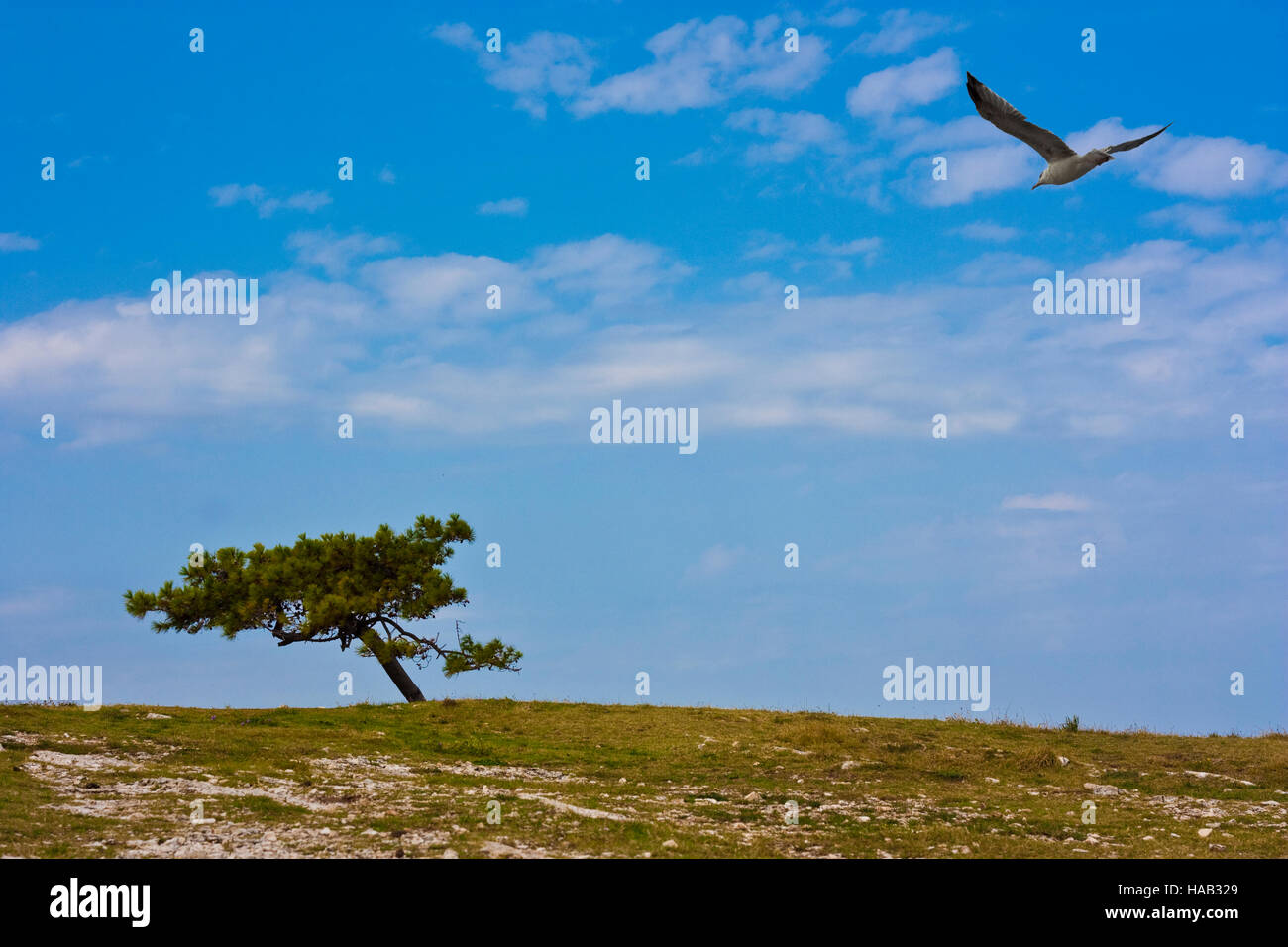 Seagull flying over rocky meadow on beach with pine tree in croatia Stock Photo