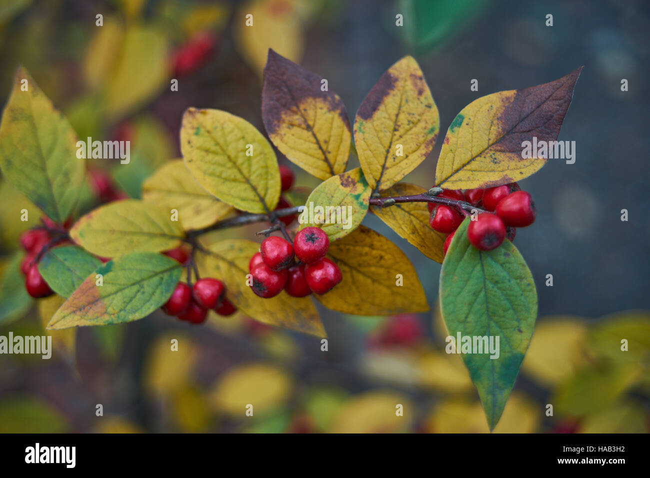 Cotoneaster autumn yellow leaves and red berries Stock Photo