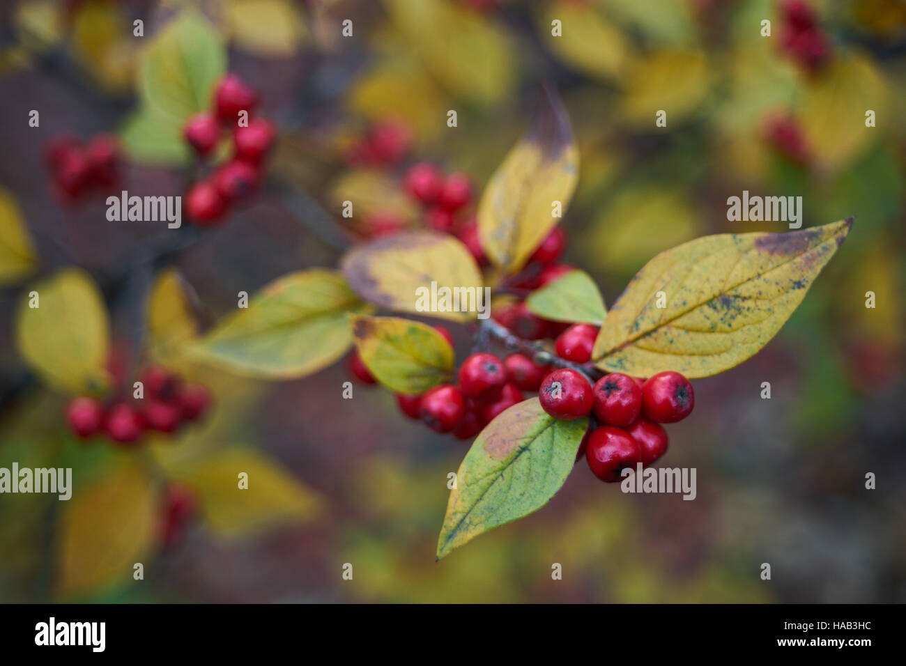 Cotoneaster autumn yellow leaves and red berries Stock Photo