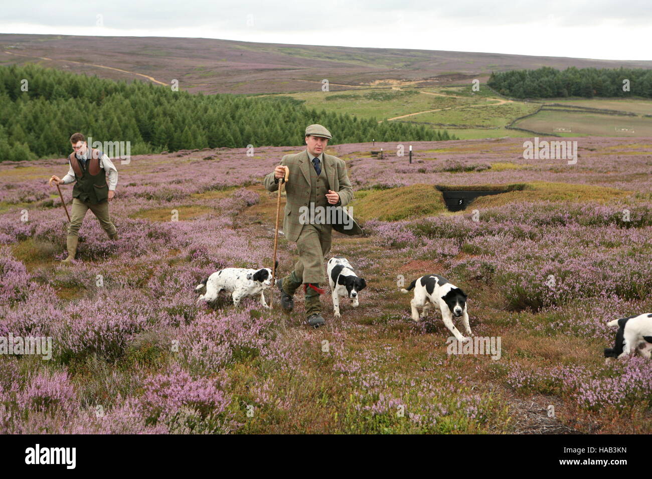 Grouse. Gamekeeper Jimmy Shuttlewood and shoot organiser James Chapel on the North York Moors Snilesworth Estate with English Springer Spaniels. Stock Photo