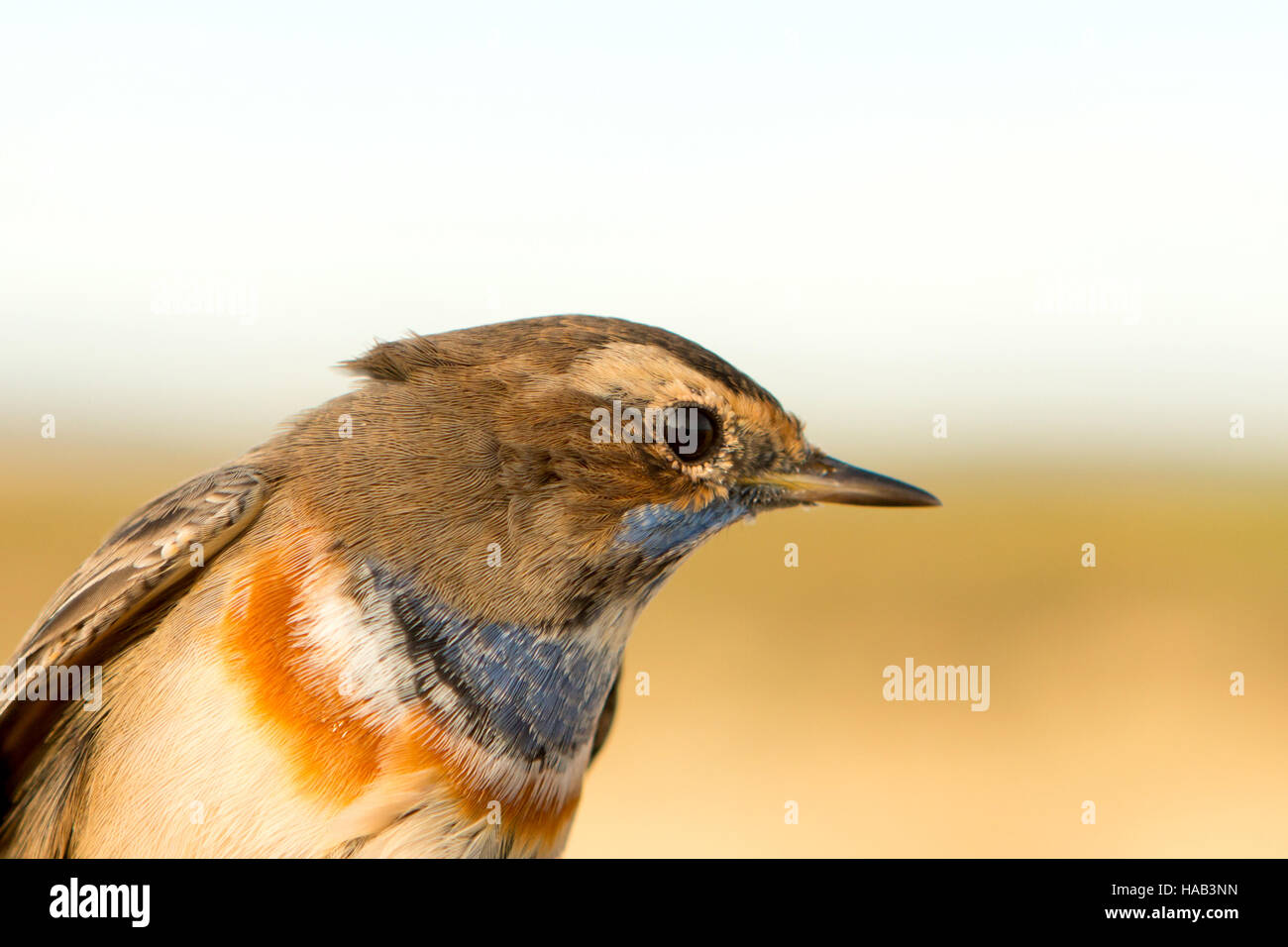 Profile of a little brown wild bird Stock Photo - Alamy